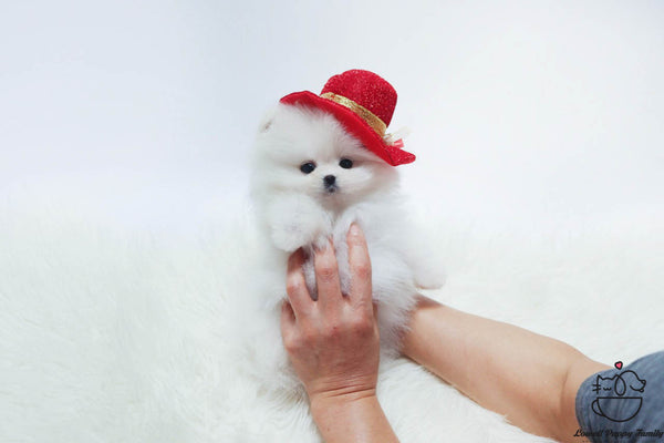 Teacup Pomeranian Male [Buddy] - Lowell Teacup Puppies inc