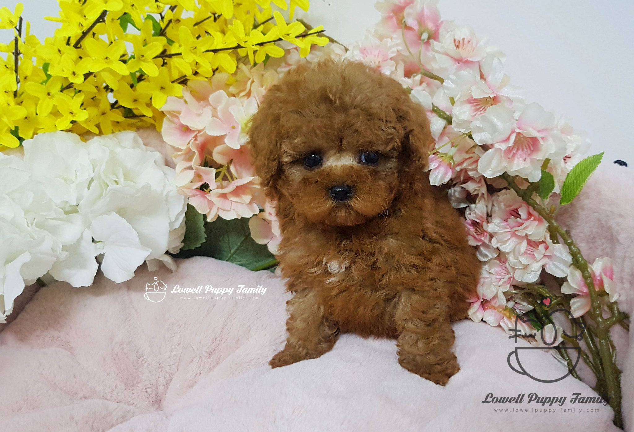 Teacup Poodle female [Cappuccino] - Lowell Teacup Puppies inc