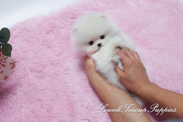 Teacup Pomeranian Male [Prince] - Lowell Teacup Puppies inc