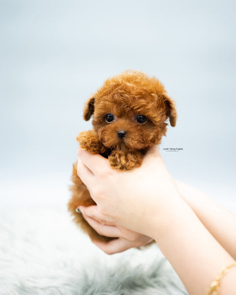 Teacup Poodle Male [Brody]