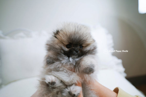 Teacup Pomeranian Female [Foufou] - Lowell Teacup Puppies inc