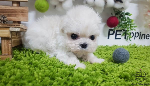 Teacup Maltese female [Kara] - Lowell Teacup Puppies inc