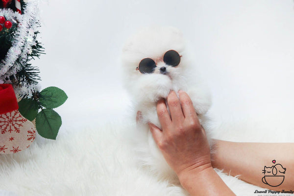 Teacup Pomeranian Male [Buddy] - Lowell Teacup Puppies inc