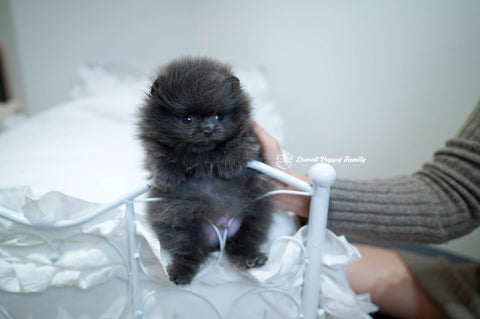 Teacup Pomeranian Male [Blue] - Lowell Teacup Puppies inc