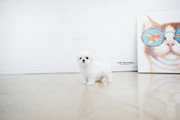 Teacup Maltese Female [Helen] - Lowell Teacup Puppies inc