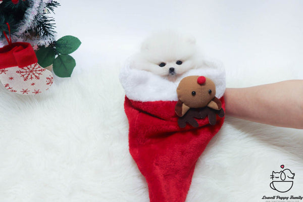 Teacup Pomeranian Male [Buddy] - Lowell Teacup Puppies inc