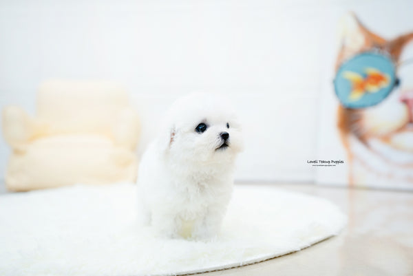 Teacup Bichon frise Female [Nemo] - Lowell Teacup Puppies inc