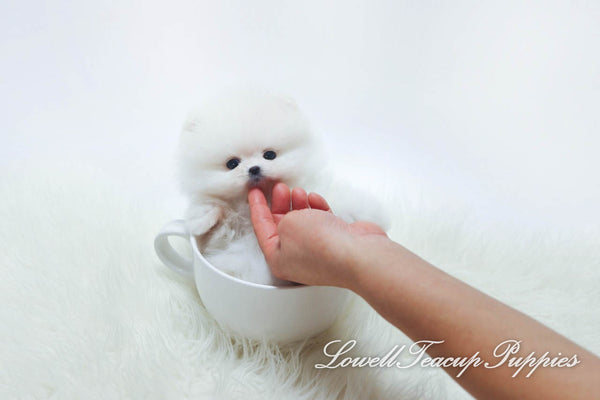 Teacup Pomeranian Male [Prince] - Lowell Teacup Puppies inc