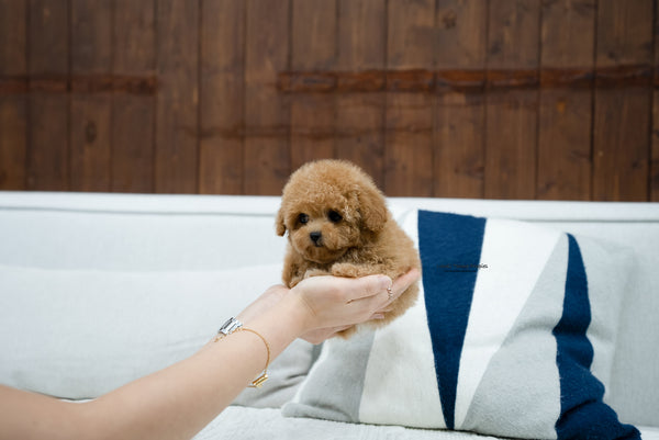 Teacup Poodle Female [Kyna] - Lowell Teacup Puppies inc