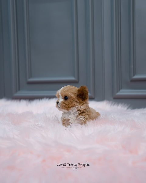 Teacup Maltipoo Male [Louis] - Lowell Teacup Puppies inc