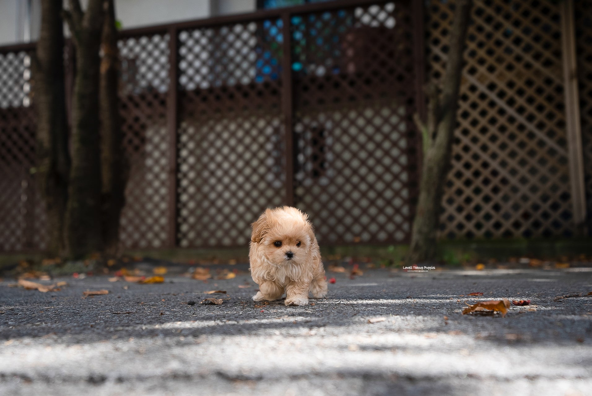 Teacup Maltipoo Male [Soren] - Lowell Teacup Puppies inc