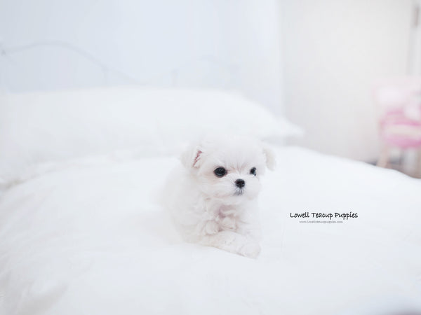 Rahman Radin / Teacup Maltese two Female [Tina,momo] - Lowell Teacup Puppies inc