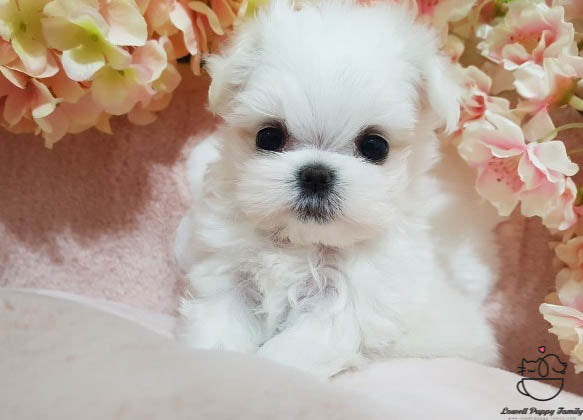 Teacup Maltese Male [Judy] - Lowell Teacup Puppies inc