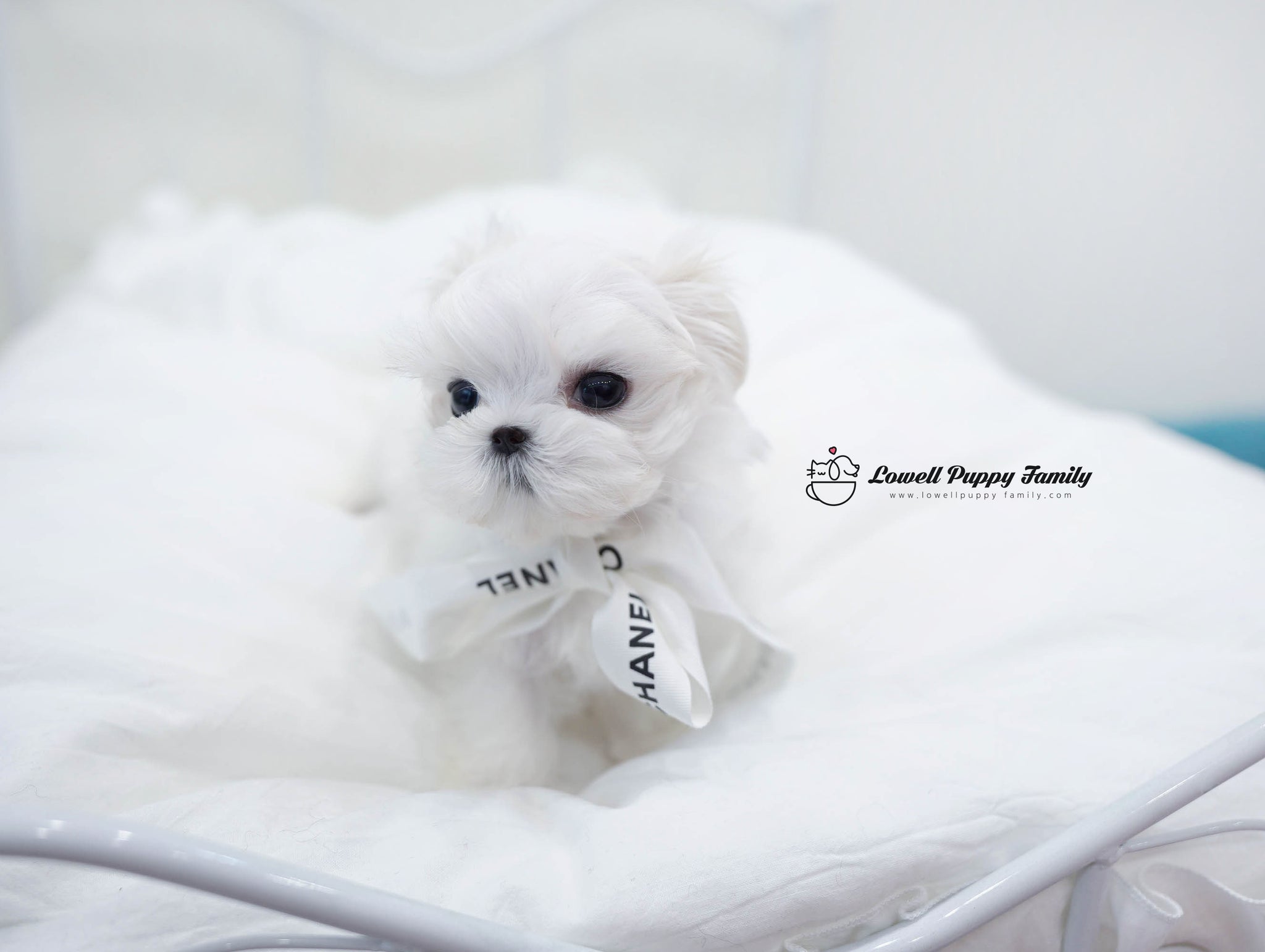 Teacup Maltese Female [Bonnie] - Lowell Teacup Puppies inc