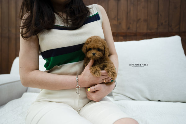 Teacup Poodle Male [Molly] - Lowell Teacup Puppies inc