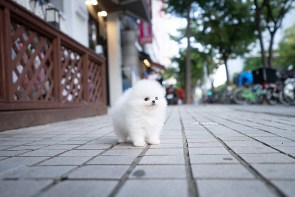 Teacup Pomeranian Female [Romy] - Lowell Teacup Puppies inc