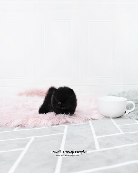 Teacup Pomeranian Female [Mika] - Lowell Teacup Puppies inc