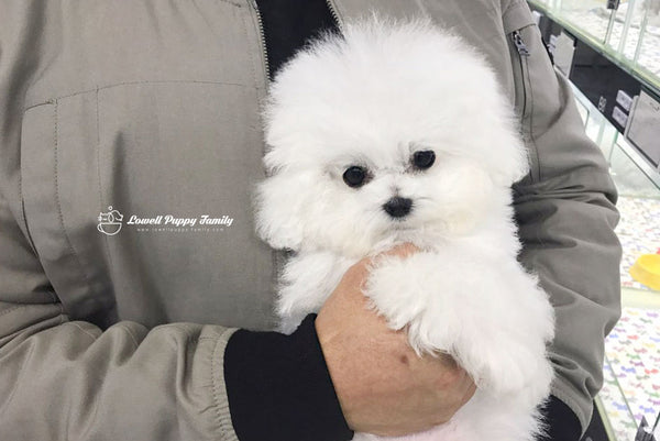Teacup Bichon Female [Candy] - Lowell Teacup Puppies inc