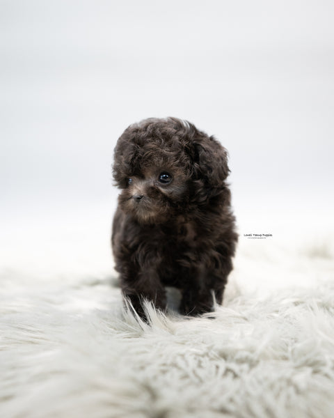 Teacup Poodle Male [Chico]