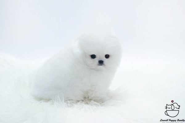 Pomeranian Female [Well] - Lowell Teacup Puppies inc