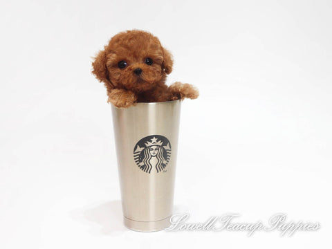 Teacup Poodle Female [Coco] - Lowell Teacup Puppies inc