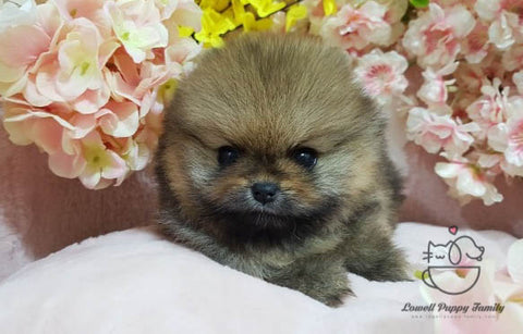 Teacup Pomeranian Male [Maserati] - Lowell Teacup Puppies inc