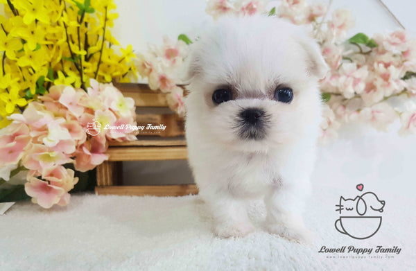 Teacup Maltese Male [Gelato]