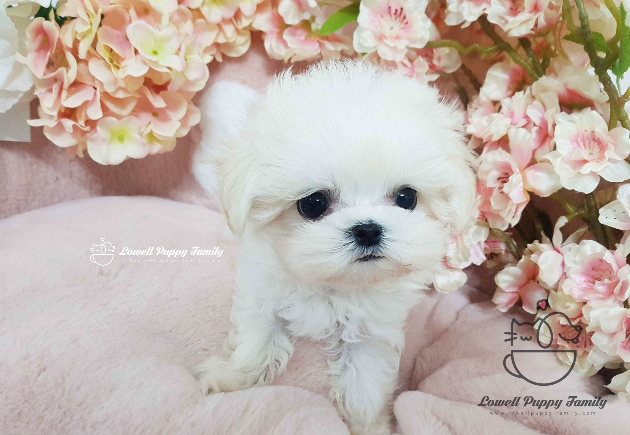 Teacup Maltese Male [Macchiato]
