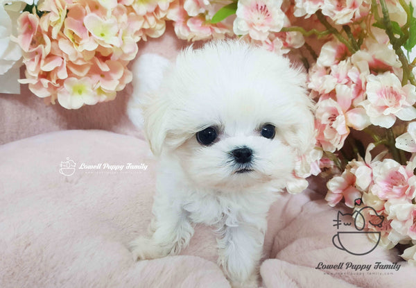 Teacup Maltese Male [Macchiato]