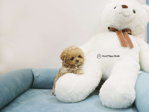 Teacup Maltipoo Male [Jelly]