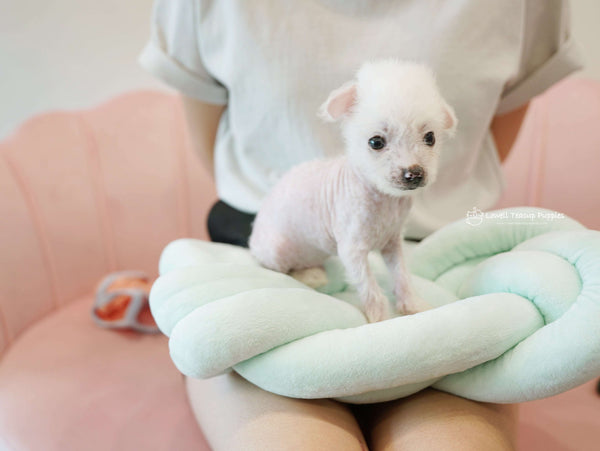 Michelle / Teacup Chinese Crested Male [Roma]