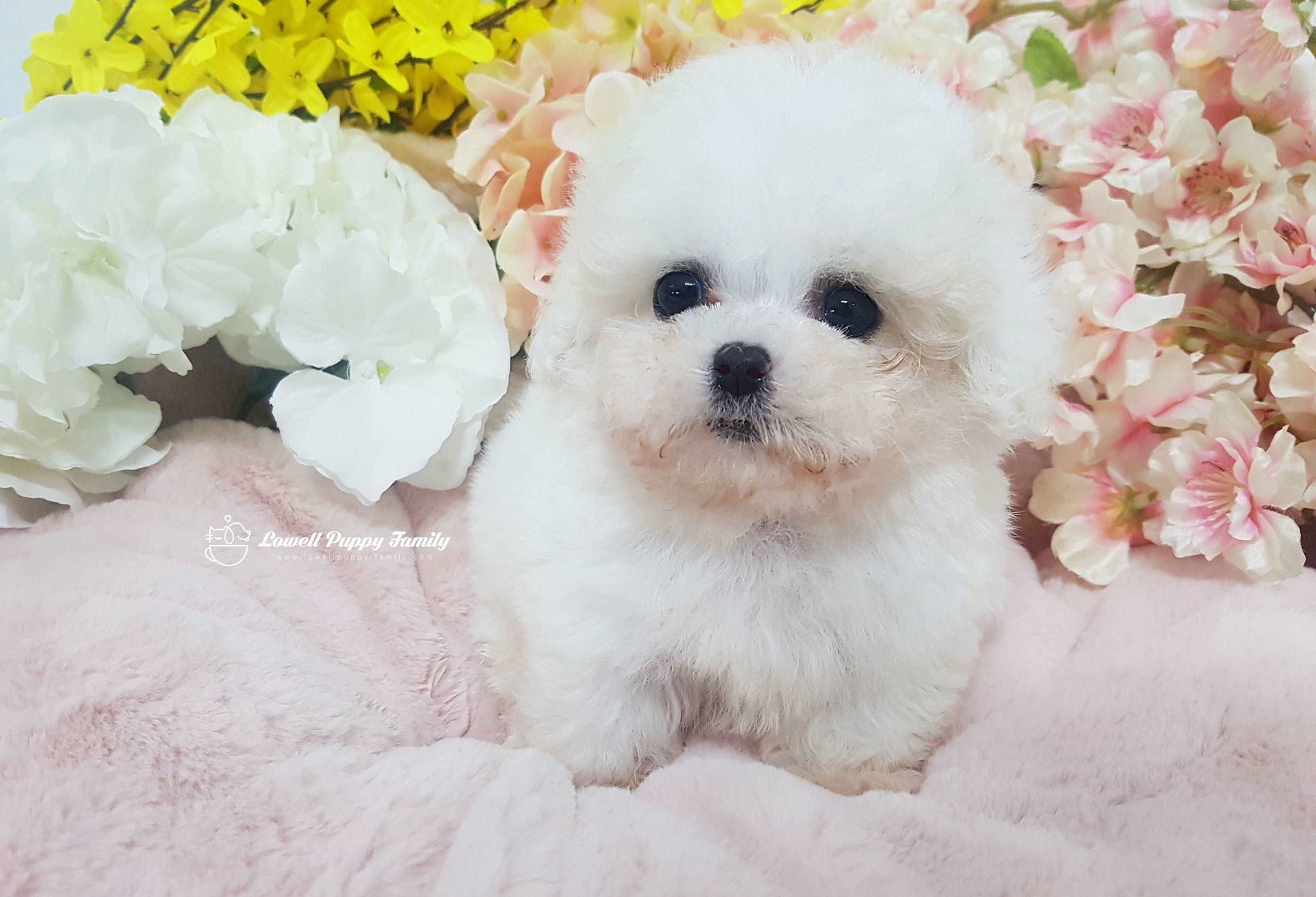 Teacup Bichon Male [Rolly]