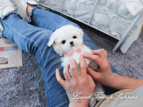 Teacup Maltese Female [Milk]