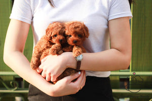 Poodle Twins Male&Famale [June,Jane]