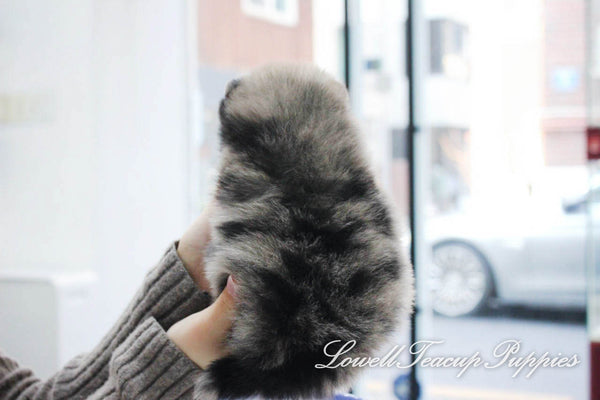 Teacup Pomeranian Female [Prada] - Lowell Teacup Puppies inc