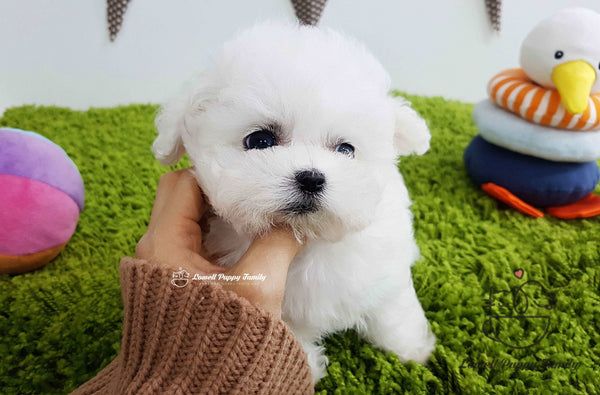 Teacup Bichon Female [Yogurt]