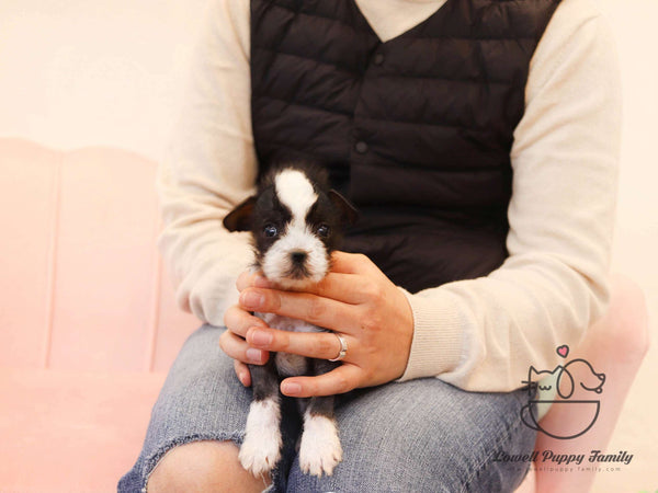 Teacup Chinese Crested Female [Verawang]
