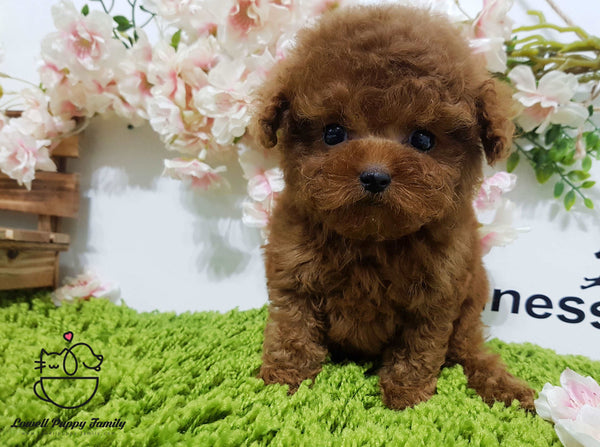 Teacup Maltipoo male [Macaron]