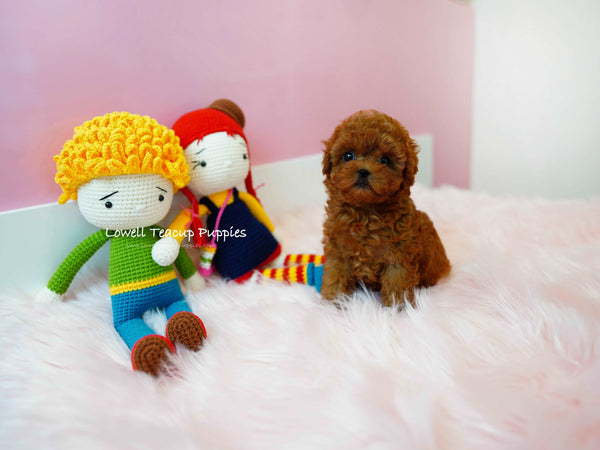 Nataly Guillen/Teacup Poodle Female [Rene]