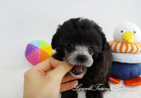 Teacup Poodle Female [Lola] - Lowell Teacup Puppies inc