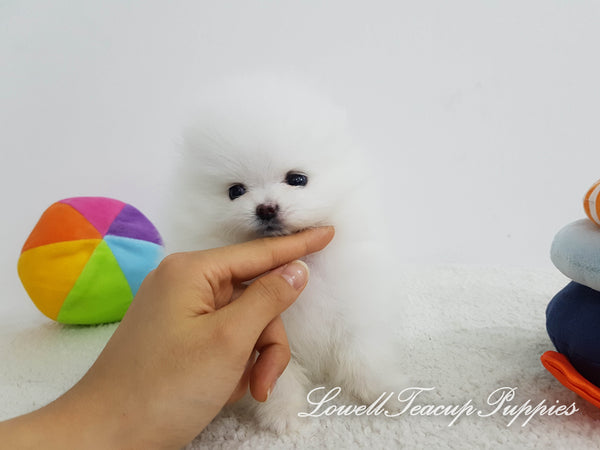 Teacup Pomeranian Female [Wendy] - Lowell Teacup Puppies inc