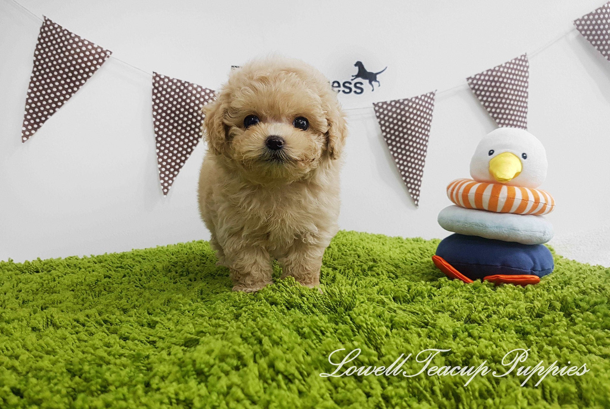 Teacup Maltipoo Female [Lilly]