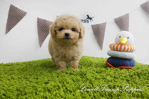Teacup Maltipoo Female [Lilly]