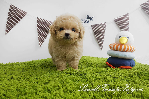 Teacup Maltipoo Female [Lilly]