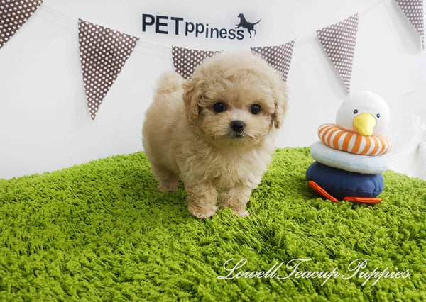 Teacup Maltipoo Female [Lilly]