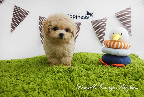 Teacup Maltipoo Female [Lilly]