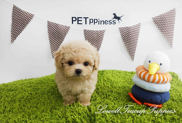 Teacup Maltipoo Female [Lilly]