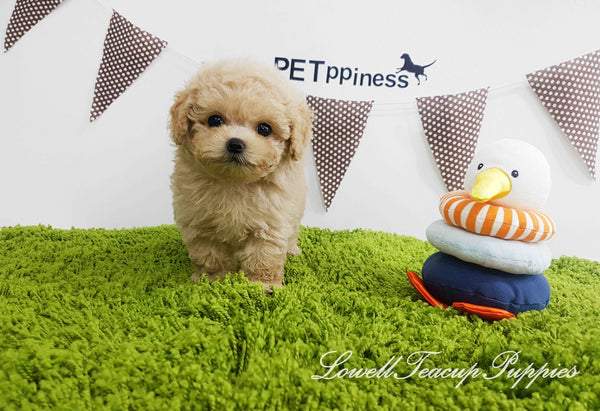 Teacup Maltipoo Female [Lilly]