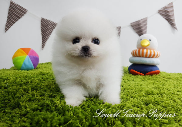 Teacup Pomeranian Male [Bentley] - Lowell Teacup Puppies inc