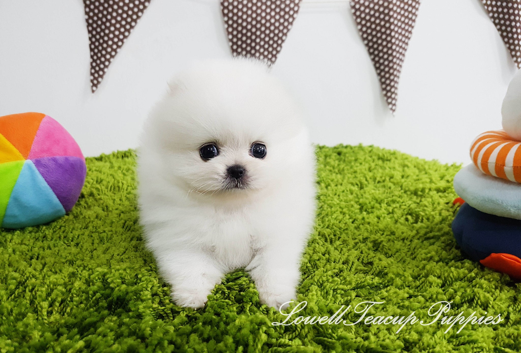 Teacup Pomeranian Male [Bentley] - Lowell Teacup Puppies inc